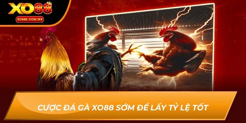 đá gà xo88