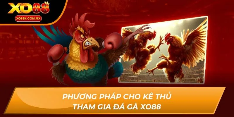 đá gà xo88